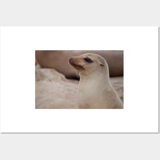 Sea Lion Friend Posters and Art